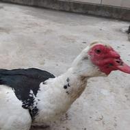 اردک اسرائیلی 2 ساله