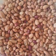 لوبیا چیتی بومی سرحدی