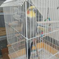 هروس هلندی نر وماده