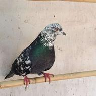 کله ماستی ماده،