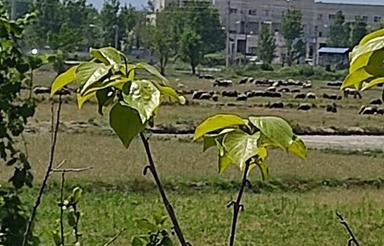 زمین مسکونی 217 متر سند تک برگ
