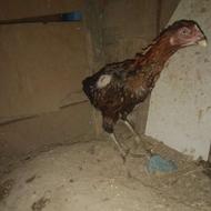 خروس مرغ لاری خوب