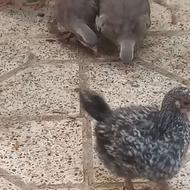 پرنده پرنده