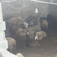 ماده سیلک و ماده نر