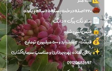 فروش 1500 متر باغ پسته_ سند تک برگ 6دانگ