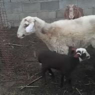 گوسفندمادرو بره