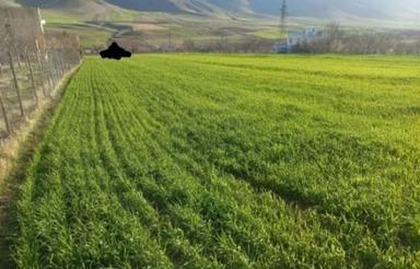 فروش زمین دیم وابی