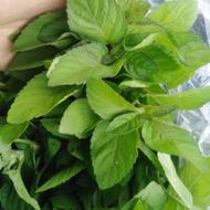 فروش سبزی پونه( اوجی)
