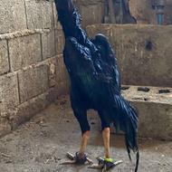 جوجه لاری اوشامو