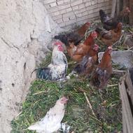 فروشانواع خروس ومرغ محلی