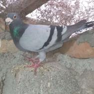 کبوتر بغدادی مسافتی