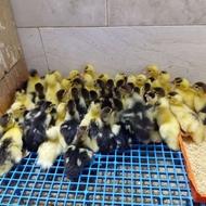 جوجه اردک روسی