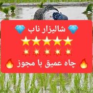 فروش زمین شالیزار 9000 متر ذغال چال