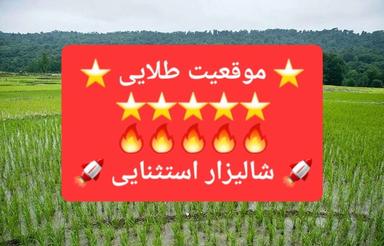 فروش زمین شالیزار 9,000 متری ذغال چال