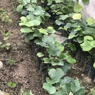 نهال کیوی درجه یک پیوندی