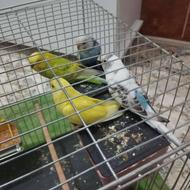 فروش مرغ عشق
