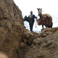 اسب خانگی وزیبا