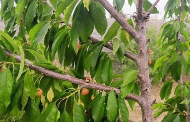 250 متر باغچه با دیوار و استخر کشاورزی