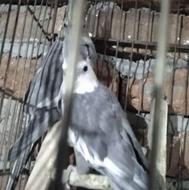 عروس هلندی مولد