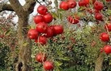 زمین بکر دونبش جاده اصلی