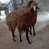 گوسفند ورمار 2راس