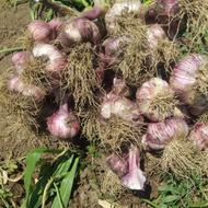 سیر درجه یک یه دست مستقیم