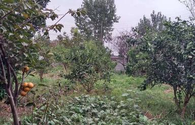 فروش 500 متر زمین جهت احداث باغچه آمل روستای چائوسرمحله