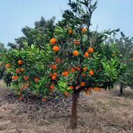 فروش خانه باغ3500متری
