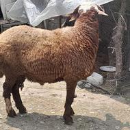 گوسفند بره نر تخمی