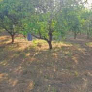 باغ مرکبات در روستای دیوگتی به فروش می رسد