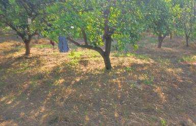 باغ مرکبات در روستای دیوگتی به فروش می رسد