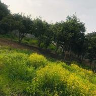 زمین 105 متری در جاده دریای ساری (داخل روستا) - عالی برای وی