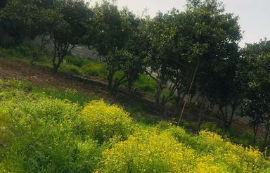 زمین 105 متری در جاده دریای ساری (داخل روستا) - عالی برای وی
