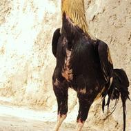 خروس نسلدار