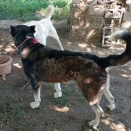 سگ پژدر نر اصل واگذار