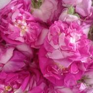 گل محمدی خوش رنگ