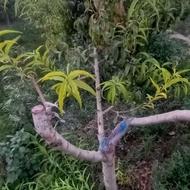 کاریگر باغبانی هستم