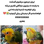 طوطی خورشیدی گمشده