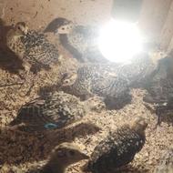 مرغ وخروس آمریکایی