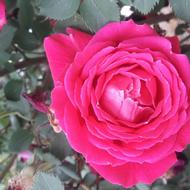 فروش ترکه پیوندی پسته رضوی