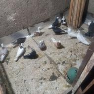 20 عدد کبوتر