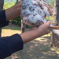 یک جفت نرو ماده قلمکار