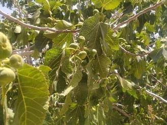 فروش باغ میوه