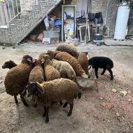 15 راس بره نر ماده عالی برای پروار