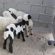 بره نر مری بز دم