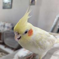 عروس هلندی گم شده