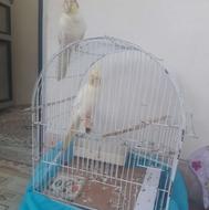قفس پرنده عروس هلندی