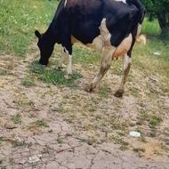 گاوشیری جوان شکم دوم با گوساله سیمنتال نر