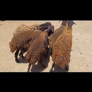 4راس بره نر قزل افشار پای پرواری درج1