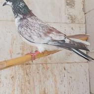 ماده سوسک قوچی